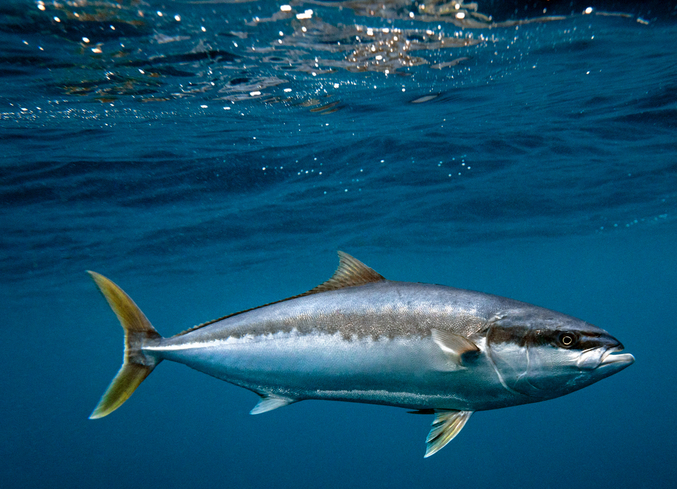 Kingfish swimming under the ocean's surface