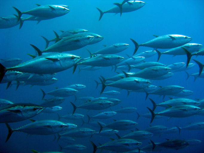 School of tuna swimming underwater